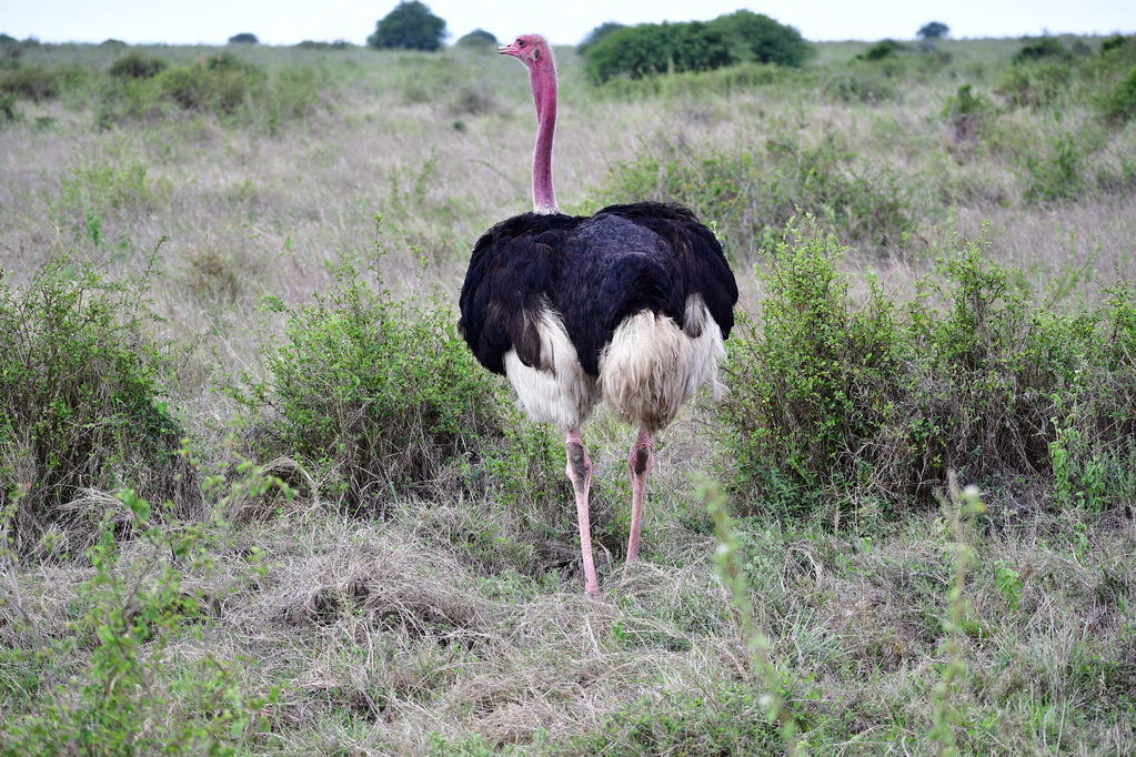 Nairobi National Park